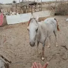 خيل اصيل للبيع