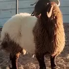 للبيع مشروع فحل جذع نعيم خصم