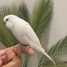 ذكر بادجي ( طير حب ) متكلم هدد