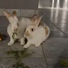 زوج ارانب بلدي