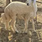 طلي حري تم البيع