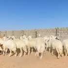 41رخال حريات حرش صنف بفحلها