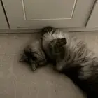 قطوه للتبني