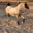 فرس واهو شيخه للبيع