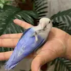 ببغاء روز انثى قمه فالولافه حمامه تم البيع