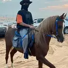 حصان شعبي شيخ