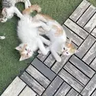 قطط اناث للبيع العاجل