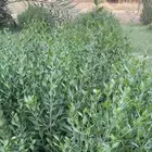 متوفر. سدر - حناء - مشاط- طحنية ب نكهات