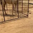 للبيع الشقحا الكفووو