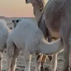 بكره شقحا للبيع