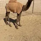 حواره كفو ساسها طيب