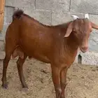 مشروع فحل ادهم كايف