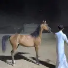 مهره واهو جمال للبيع