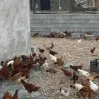دجاج بلدي