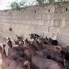 غنم دهم. معزا دهم ( تم البيع