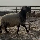 فحل نعيمي صنف فاخر من الاخر