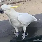 مطلوب ذكر نفس الي في صوره