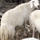 ضان للبيع العدد 2