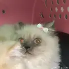 قطط للبيع