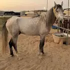 حصان جزيري واهو