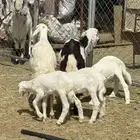 3 ضان عليها 5 بهم