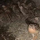 سمان فري بري