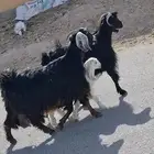 السلام عليكم معزه مطفل حدره جفره ودفيع على جميع الشروط