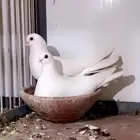 مطلوب ذكور غرانيق ابيض صك مستوى ممتاز