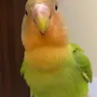 طير الروز اليف دا