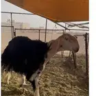 خروف فحل نجدي صنف