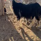 خلفه نجدية رباع صنف الصنف