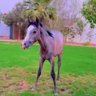 مهره للبيع عمرها اقل من سنه