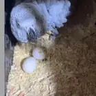 زوج كاسكو كنغو