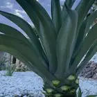 صبار اجاف امريكي كل الاحجام