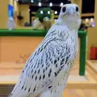 تأجير صقور