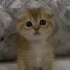 قط سكوتش تربل فولد للبيع