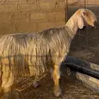 فحل نجدي ( عيسي - رملي ) مشروط