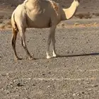 ضريبه طيبه