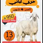 حري لباني ب 950  فقط