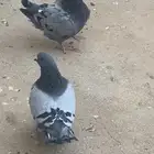 طبه فرش بلوبار
