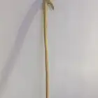 مشعاب نشم للبيع