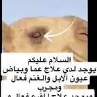 عما وبياض عيون البل