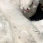 قط شيرازي ام ومعها 4 كتين في الخرج