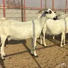 معزا بيشيات صنف بالدوادمي منوة القاني