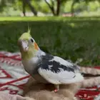 طير كروان مفقود