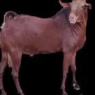 فحل أدهم جذع عرض رقم (2)