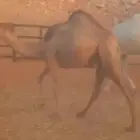 قعود قصب سنه ونص