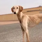مطلوب سلقه