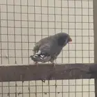 زوج زيبرا شاركول