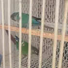 زوج كنيور منتج